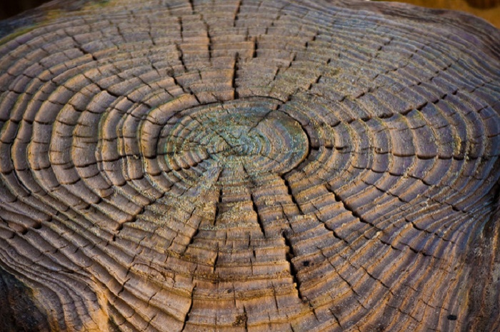 Age rings on a tree stump