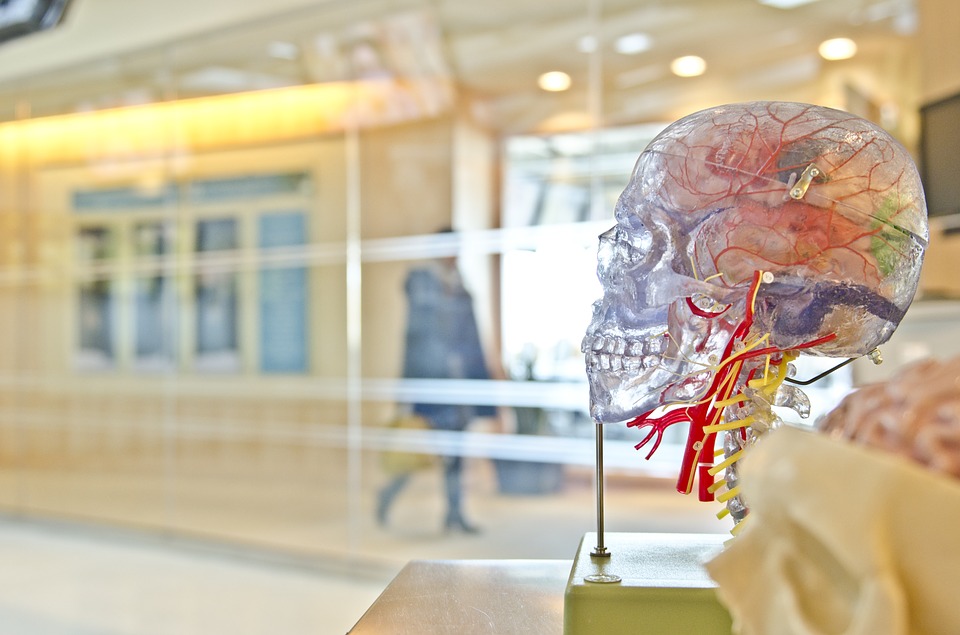 Skull Brain Head Science Medical Exhibit Display