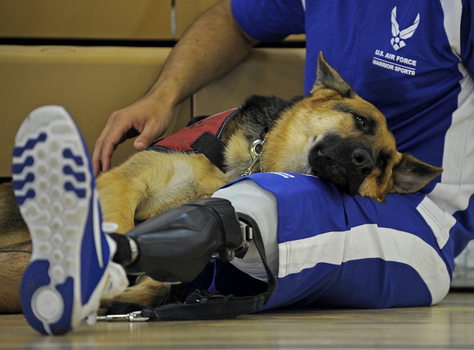Paralympics Dog Canine Athlete Relax Companion