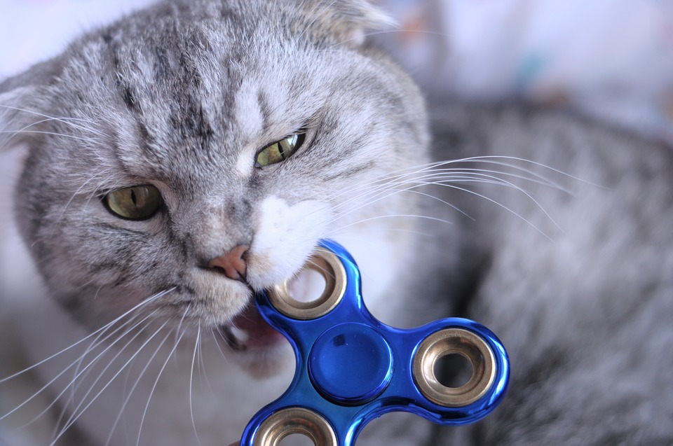 Fidget Spinner Cat Biting