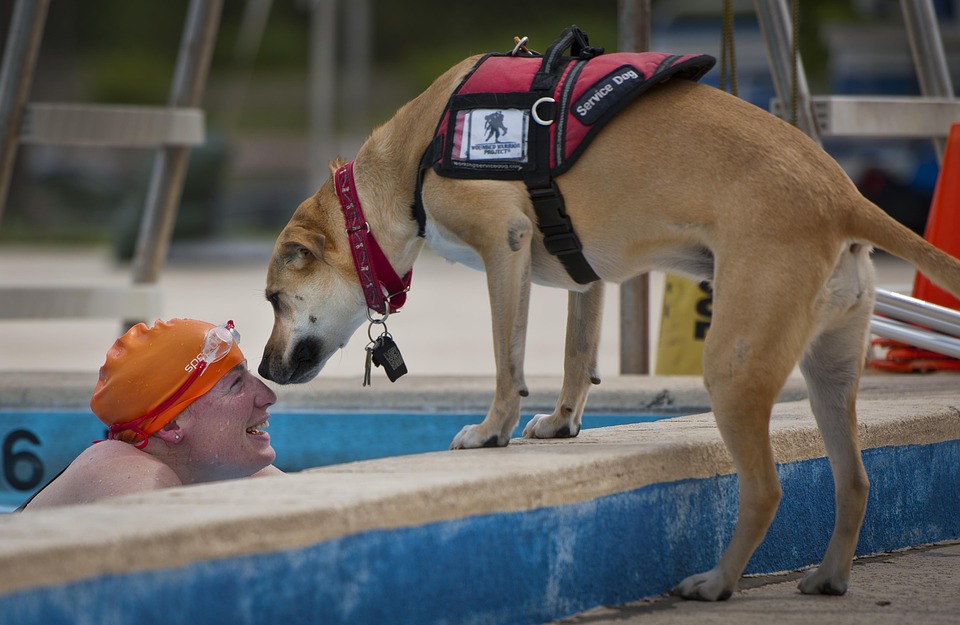 Swimmer Handicapped Service Dog Wounded Warrior